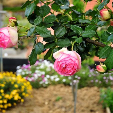 Le Rose Villa San Biagio della Cima Exteriör bild