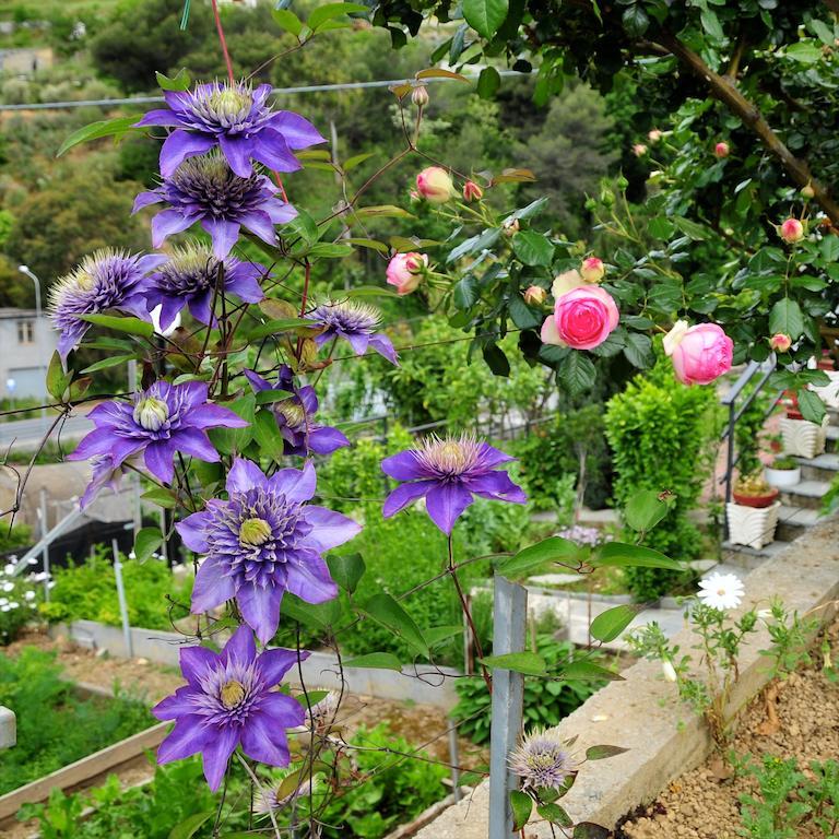 Le Rose Villa San Biagio della Cima Exteriör bild