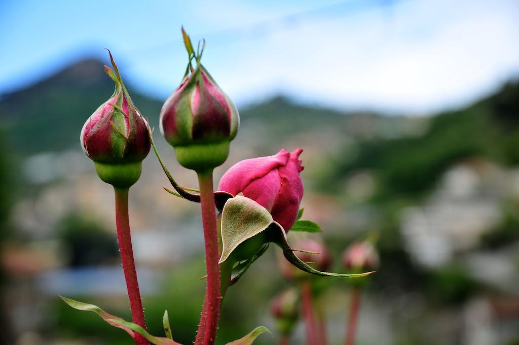 Le Rose Villa San Biagio della Cima Exteriör bild