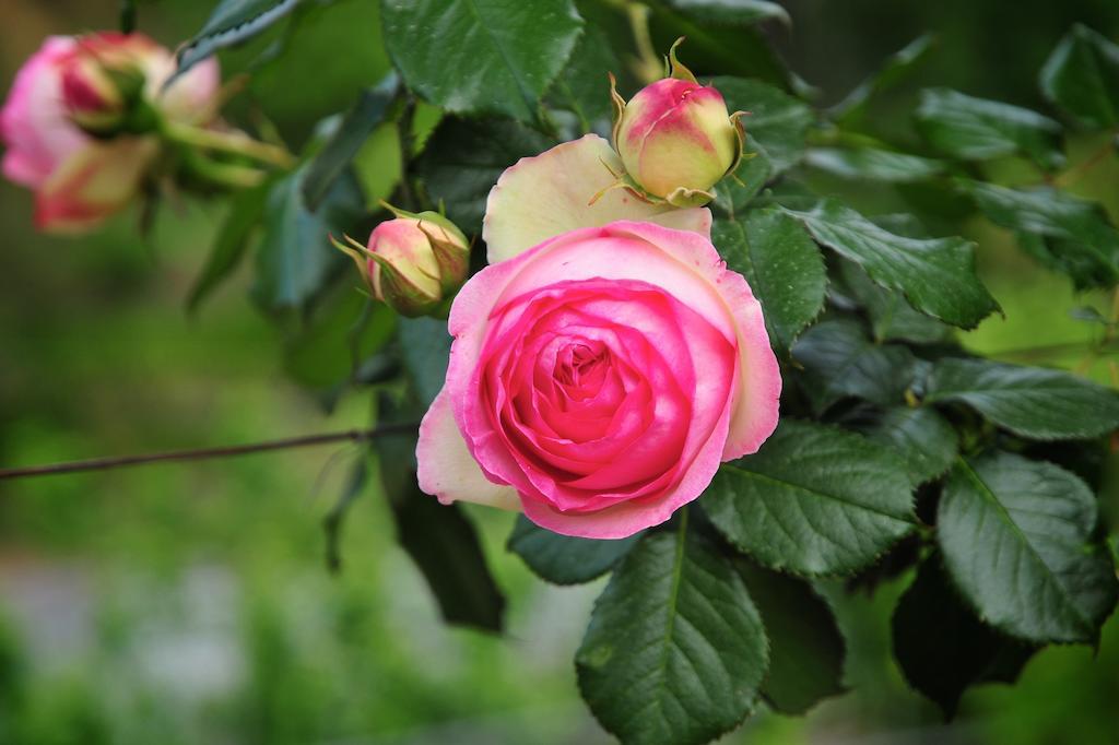 Le Rose Villa San Biagio della Cima Exteriör bild
