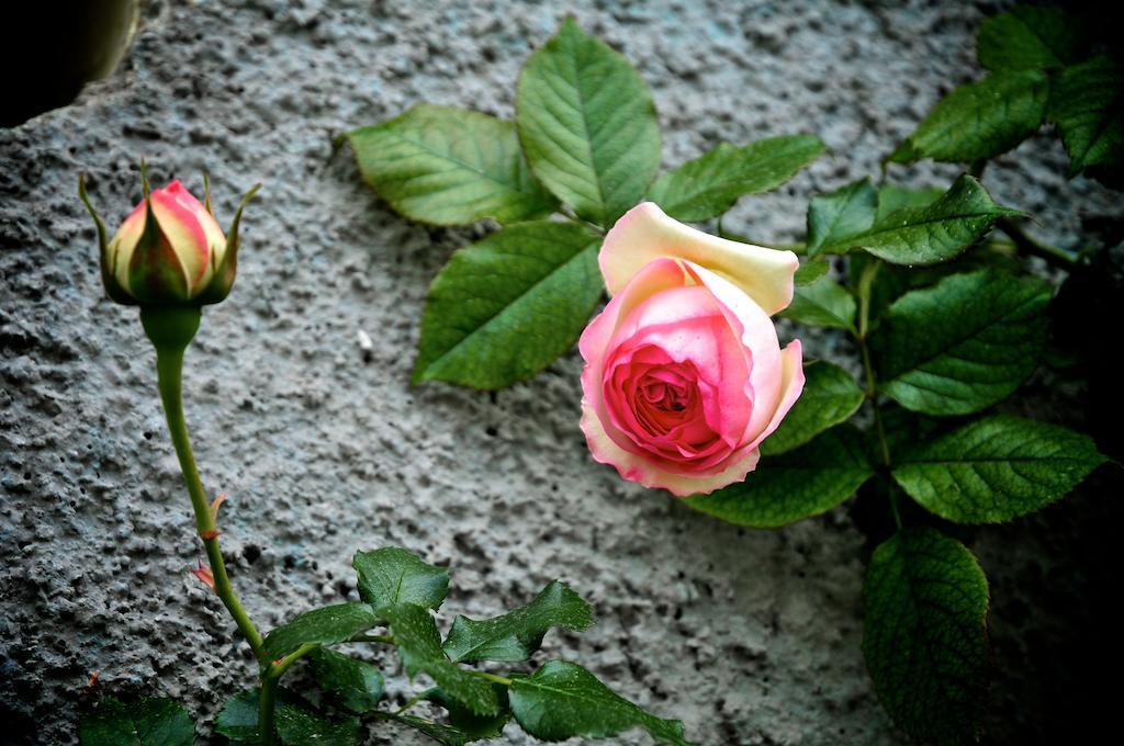 Le Rose Villa San Biagio della Cima Exteriör bild