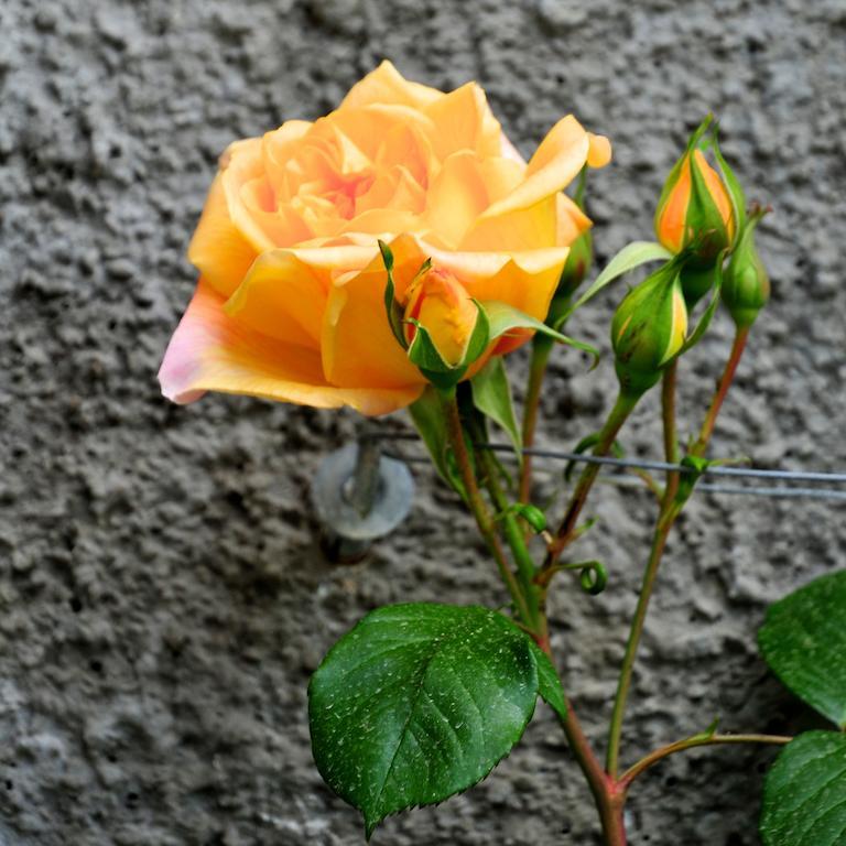 Le Rose Villa San Biagio della Cima Exteriör bild