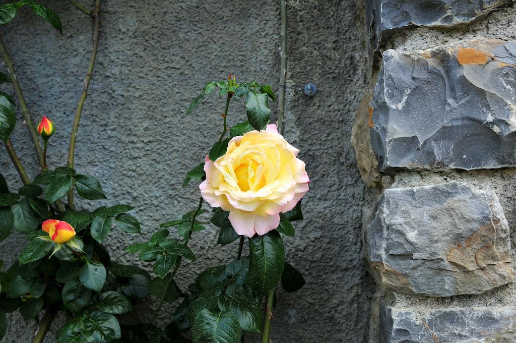 Le Rose Villa San Biagio della Cima Exteriör bild