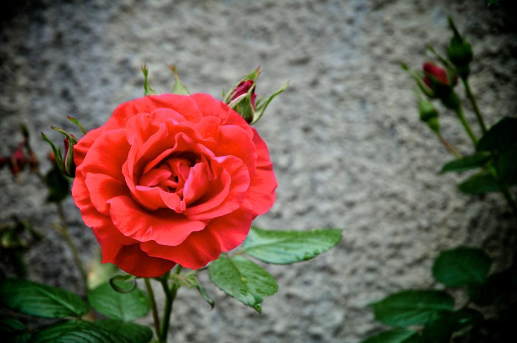 Le Rose Villa San Biagio della Cima Exteriör bild