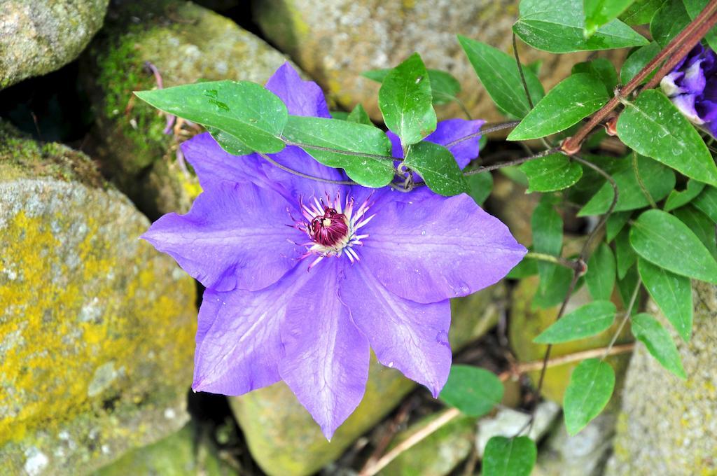 Le Rose Villa San Biagio della Cima Exteriör bild