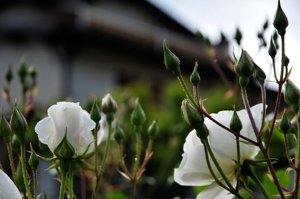 Le Rose Villa San Biagio della Cima Exteriör bild